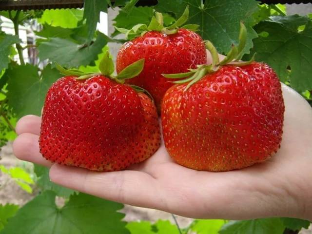 Strawberry Tsunaki