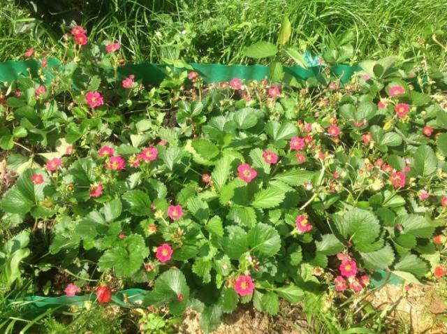 Strawberry Tuscany