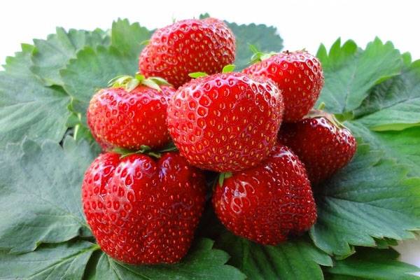 Strawberry varieties for central Our Country