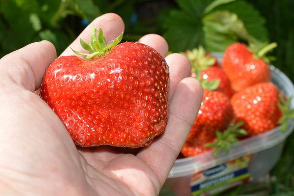 Strawberry varieties for central Our Country