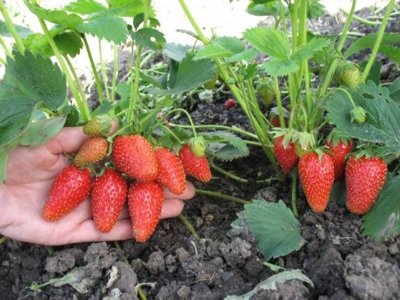 Strawberry varieties for central Our Country