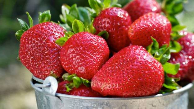 Strawberry varieties for central Our Country