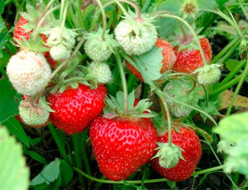 Strawberry varieties for central Our Country