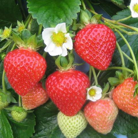 Strawberry varieties for central Our Country