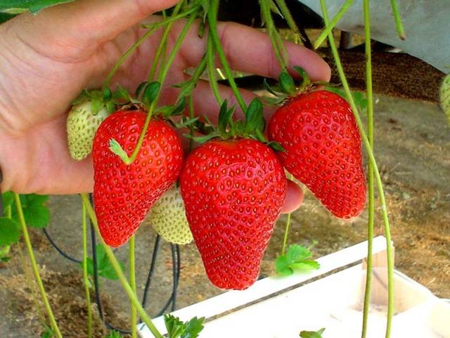 Strawberry varieties for central Our Country