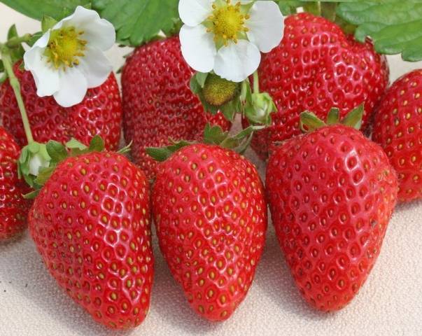 Strawberry varieties for central Our Country