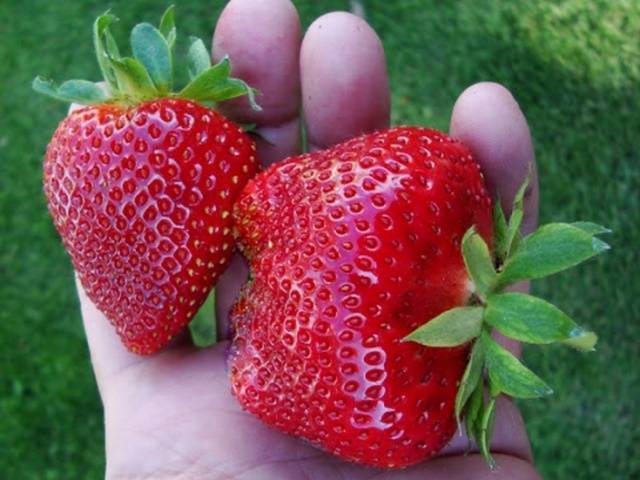 Strawberry varieties for central Our Country