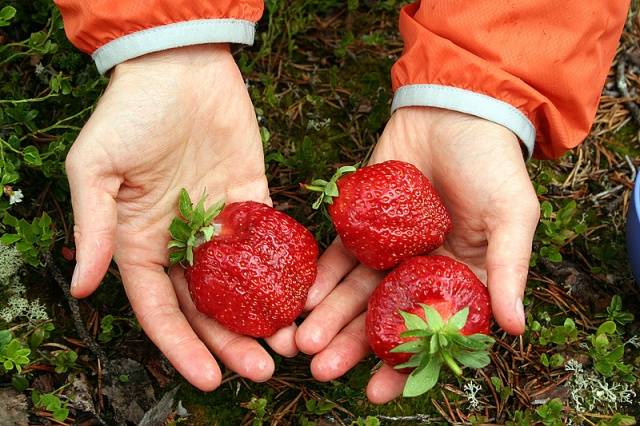 Strawberry varieties for central Our Country