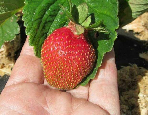 Strawberry varieties for central Our Country