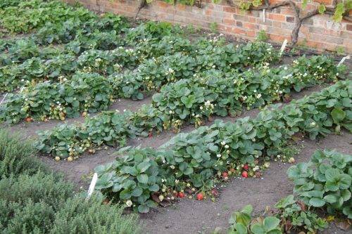 Strawberry varieties for central Our Country