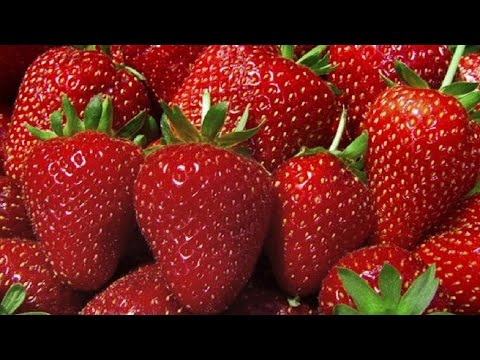 Strawberry varieties for central Our Country