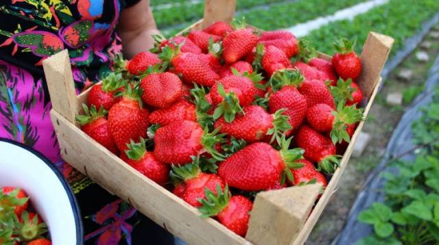 Strawberry varieties for central Our Country