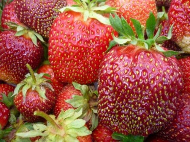 Strawberry varieties for central Our Country