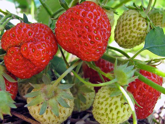 Strawberry varieties for central Our Country