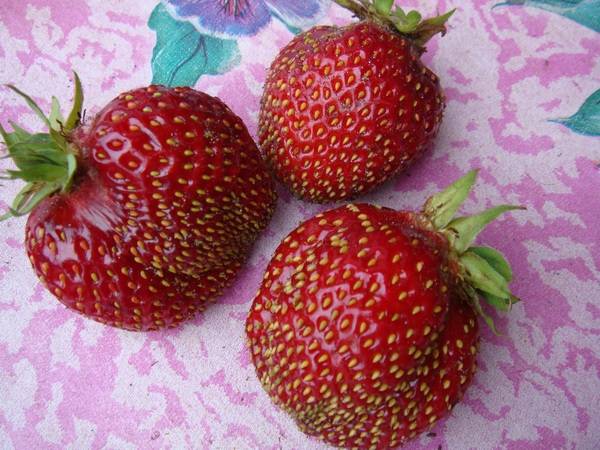 Strawberry varieties for central Our Country