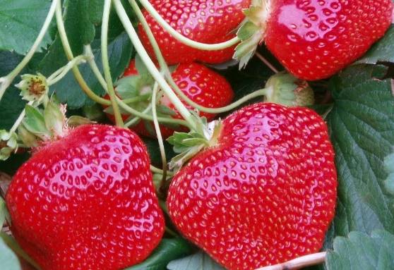 Strawberry varieties for central Our Country