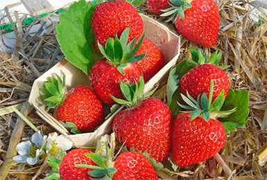 Strawberry varieties for central Our Country