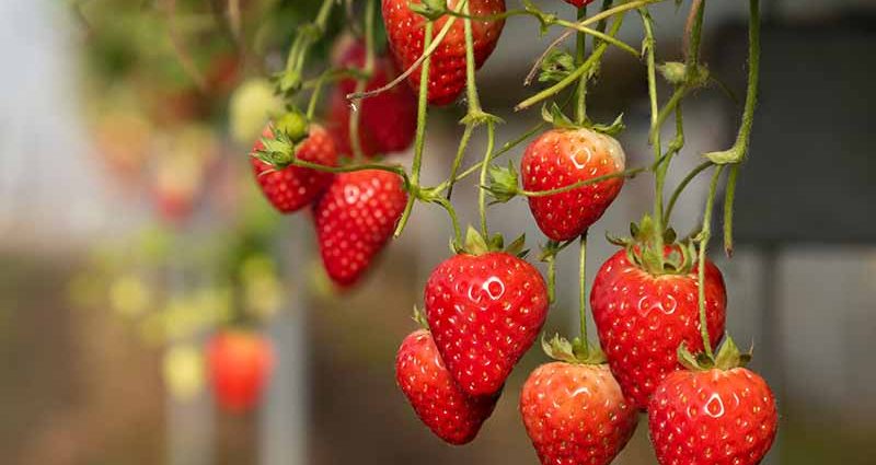 Strawberry varieties for central Our Country