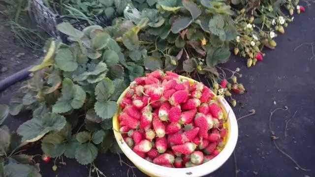 Strawberry variety Ada: description, photos and reviews
