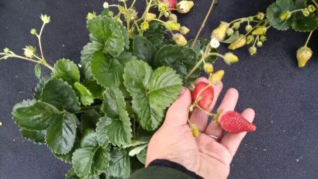 Strawberry variety Ada: description, photos and reviews