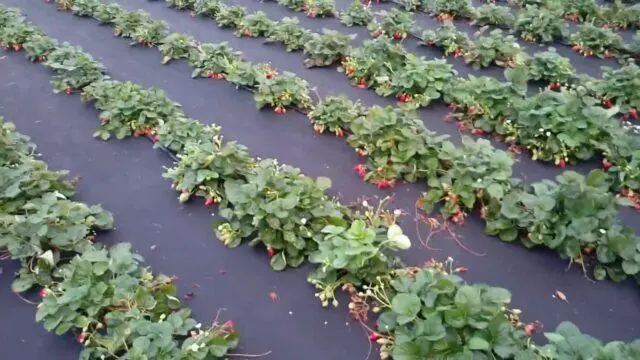 Strawberry variety Ada: description, photos and reviews