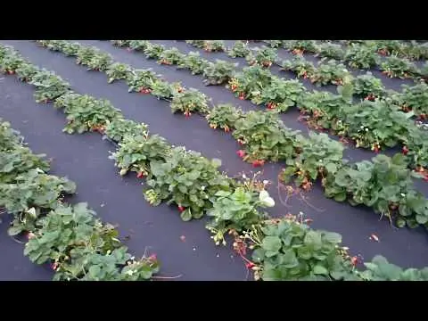 Strawberry variety Ada: description, photos and reviews
