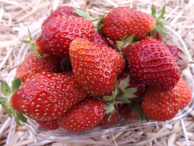 Strawberry variety Allegro: description, photos and reviews