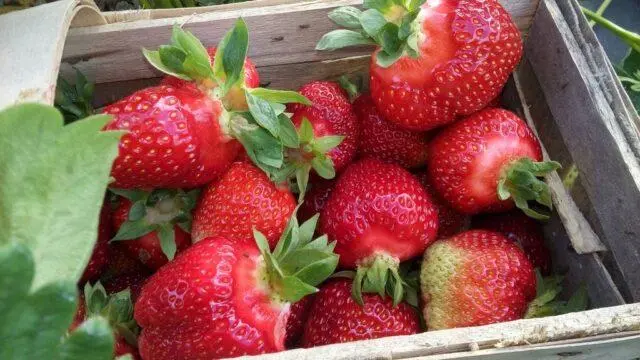 Strawberry variety Allegro: description, photos and reviews