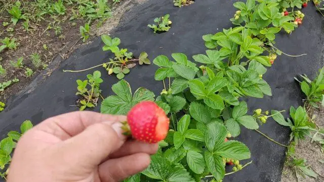 Strawberry variety Allegro: description, photos and reviews