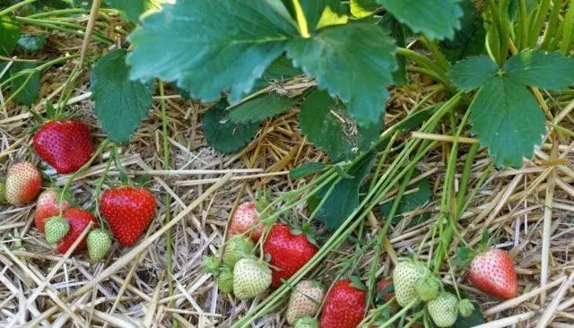 Strawberry variety Allegro: description, photos and reviews