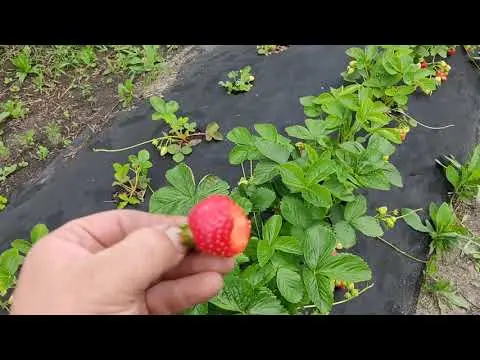 Strawberry variety Allegro: description, photos and reviews