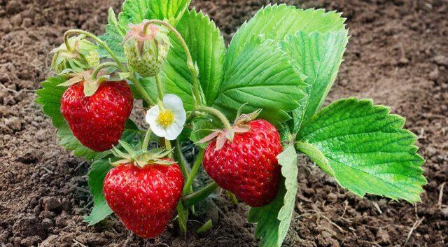 Strawberry variety Belrubi: description, photo and reviews