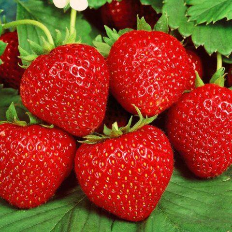 Strawberry variety Belrubi: description, photo and reviews