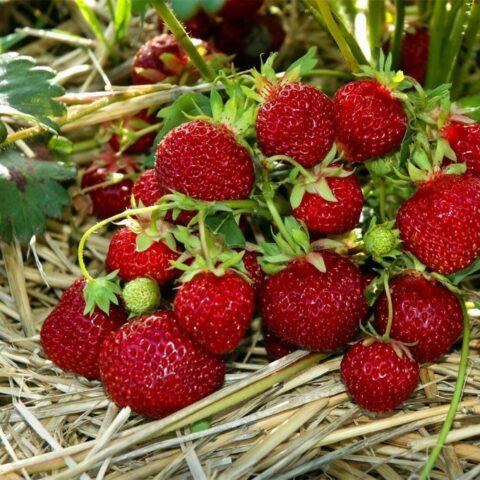 Strawberry variety Belrubi: description, photo and reviews