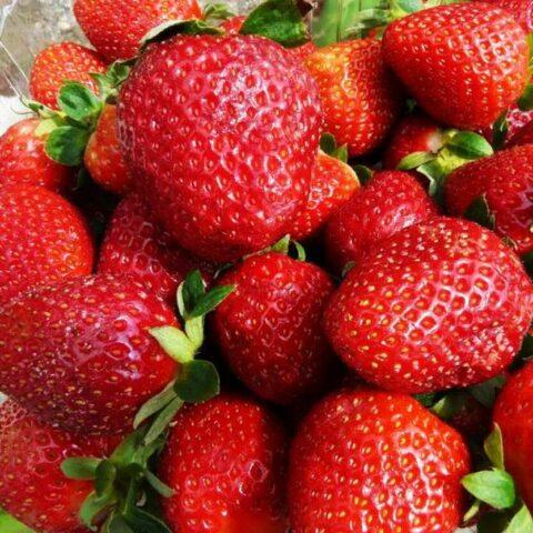 Strawberry variety Belrubi: description, photo and reviews