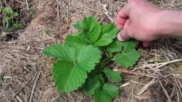 Strawberry variety Black Swan: photo, description and reviews