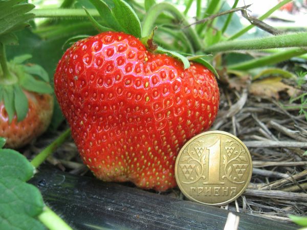 Strawberry variety Chamora Turusi with a description and photo