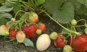 Strawberry variety Chamora Turusi with a description and photo