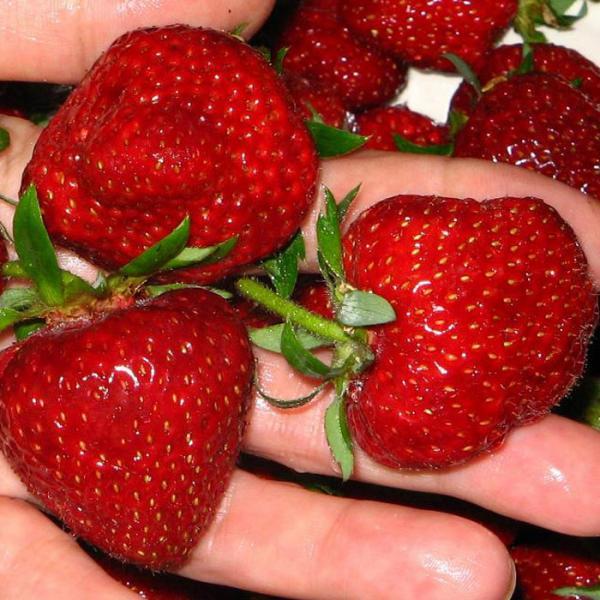 Strawberry variety Chamora Turusi with a description and photo