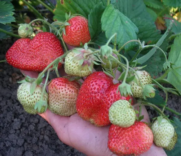 Strawberry variety Chamora Turusi with a description and photo