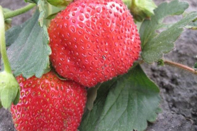 Strawberry variety Chamora Turusi with a description and photo