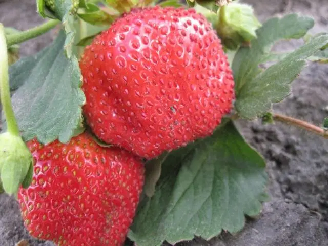 Strawberry variety Chamora Turusi with a description and photo