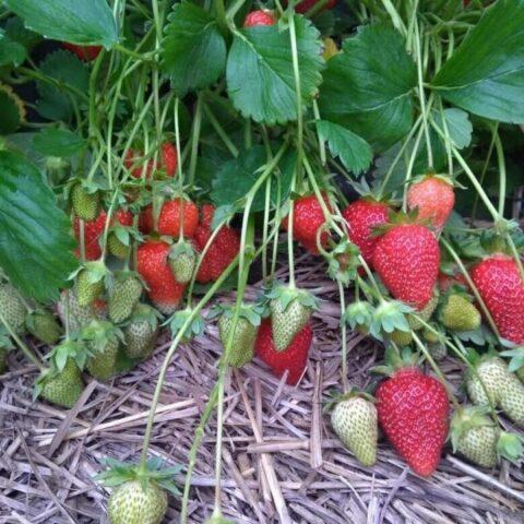 Strawberry variety Crapo 10: photo, description and reviews