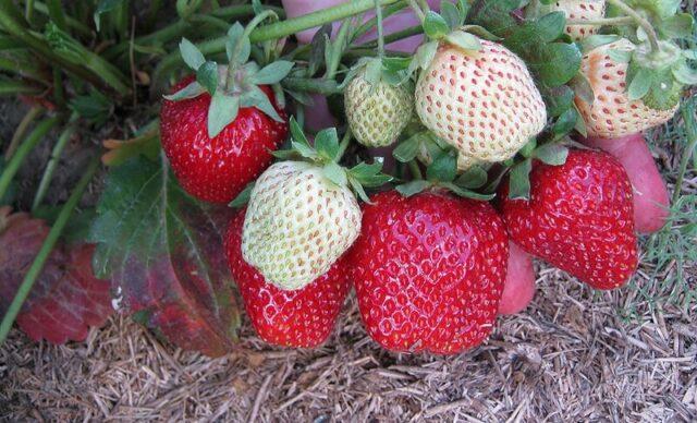 Strawberry variety Crapo 10: photo, description and reviews