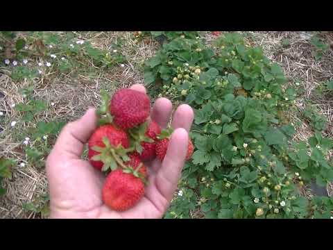 Strawberry variety Crapo 10: photo, description and reviews