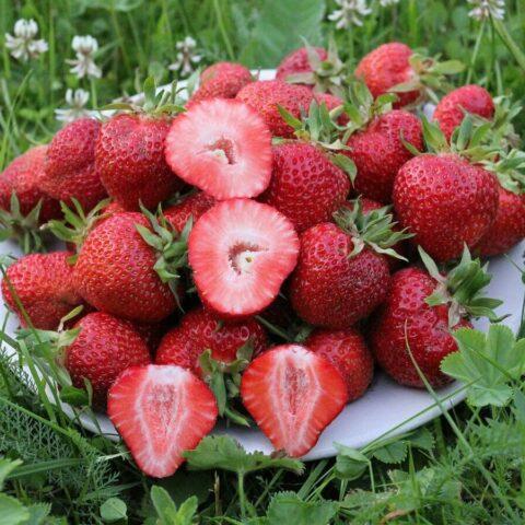 Strawberry variety Florentina (Florentina): photo, description and reviews