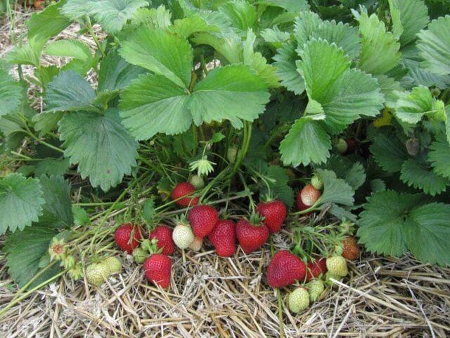 Strawberry variety Florentina (Florentina): photo, description and reviews