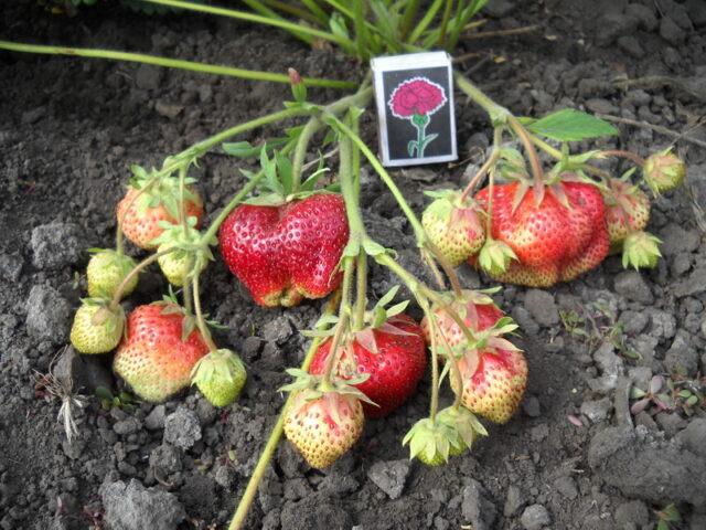 Strawberry variety Great Britain: photo, description and reviews