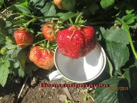 Strawberry variety Great Britain: photo, description and reviews