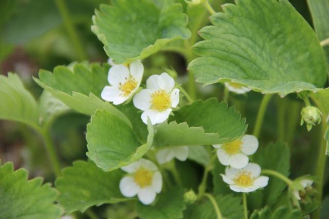 Strawberry variety Irma